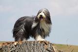 BEARDED COLLIE 265